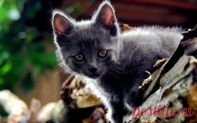 Фото 4176, альбом Кошки маленькие и большие... - 357 фото | Фотографии Натальи *.
