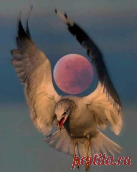 (93) Facebook