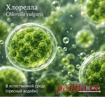 Сократительная вакуоль у хлореллы: почему отсутствует и в чём причина?