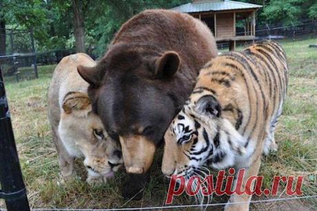 Невероятная дружба льва, тигра и медведя / Питомцы