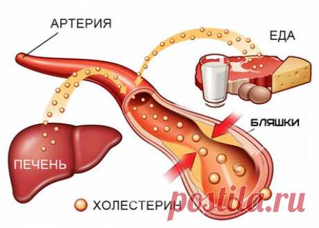 Естественные способы уменьшения уровня плохого холестерина в течение 4 дней