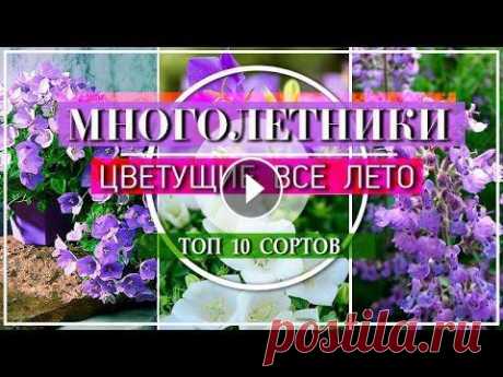 10 ПОТРЯСАЮЩИХ МНОГОЛЕТНИКОВ  Цветущие ВСЕ ЛЕТО 10 ПОТРЯСАЮЩИХ МНОГОЛЕТНИКОВ Цветущие ВСЕ ЛЕТО А какие Многолетние цветы знаете Вы, цветущие все лето? Напишите о своих любимцах в комментарии под эти...
