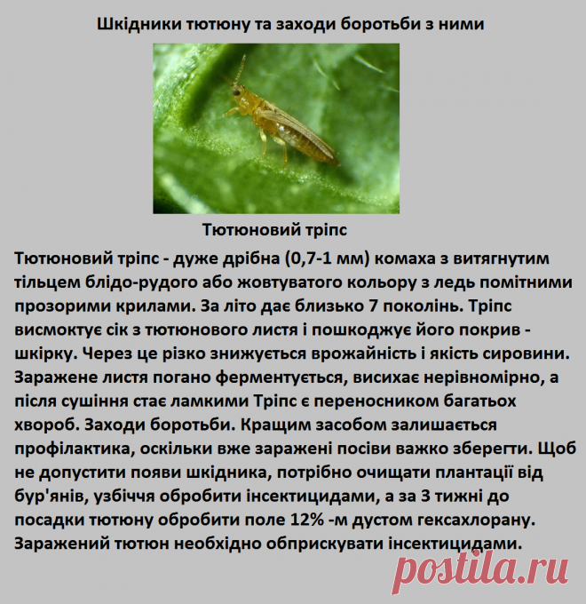 Вредитель Табака