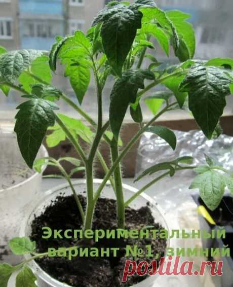 Что делать, если рассада помидоров вытянулась: 4 шага к крепкой коренастой рассаде