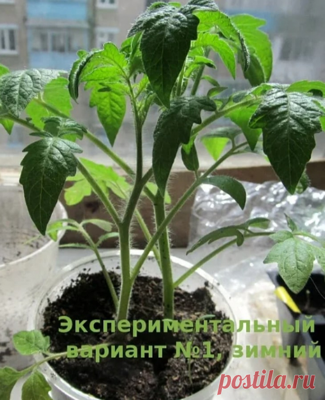Что делать, если рассада помидоров вытянулась: 4 шага к крепкой коренастой рассаде