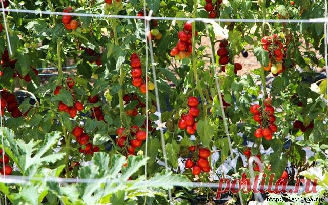 Секреты томатного изобилия