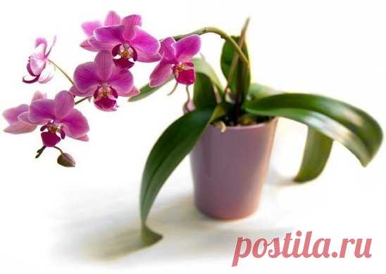 (4) Одноклассники