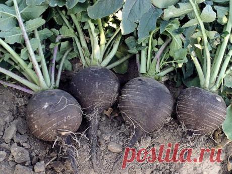 Народные приметы: 18 ноября - Погода на Joinfo.ua