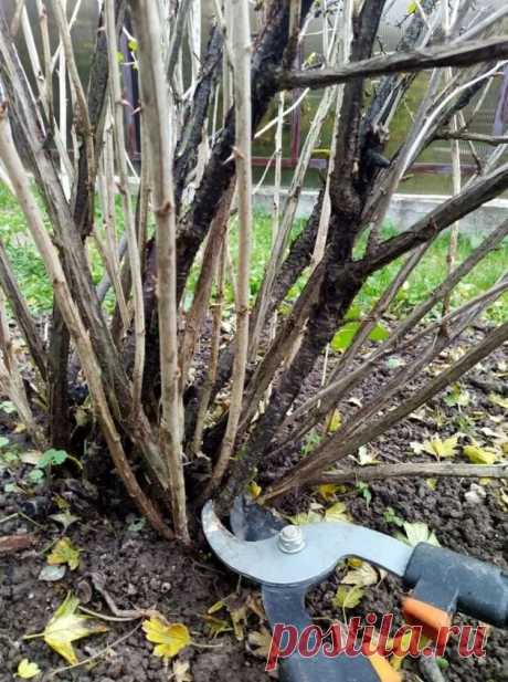 Правила обрезки смородины осенью. Запомните мою простую инструкцию, и будете собирать такие же отличные урожаи, как и я | Дачник с опытом Пульс Mail.ru