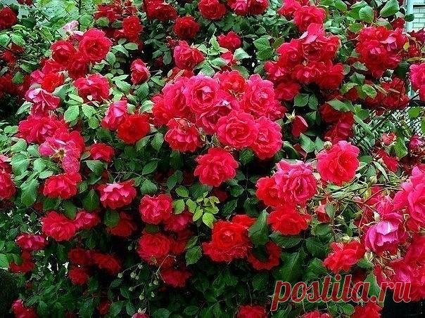 ЧЕМ УДОБРЯТЬ РОЗЫ. РАСКРЫВАЕМ СЕКРЕТЫ БУЙНОГО ЦВЕТЕНИЯ

Розы относятся к капризным растениям. Их успешное выращивание зависит от правильности и своевременности внесения удобрений. Знание нюансов поможет не только помочь цветам обильно цвести, но и не нанести вред.

Выбрав подходящее место для выращивания, нужно подумать о внесении питательных веществ, которые бывают органическими и минеральными. Способов подкормки существует две: корневая и внекорневая.

Выбор удобрений ог...