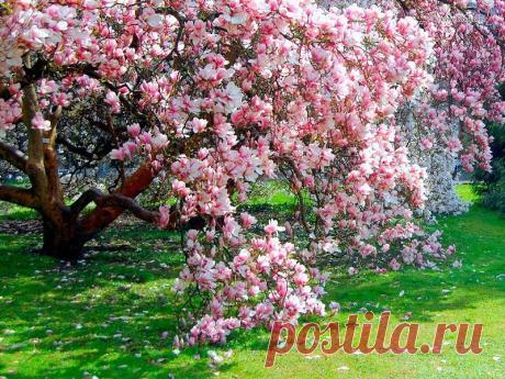 Как вырастить красавицу-магнолию на даче: сказочный сад уже этой весной!