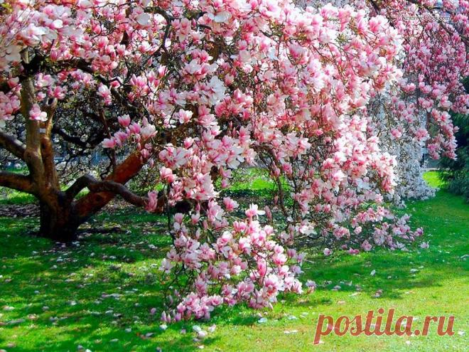 Как вырастить красавицу-магнолию на даче: сказочный сад уже этой весной!