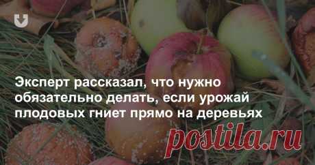 Эксперт рассказал, что нужно обязательно делать, если яблоки и груши гниют прямо на деревьях Рекомендации специалиста по уходу за плодовыми культурами, когда наблюдается преждевременное опадение плодов и их гниение.