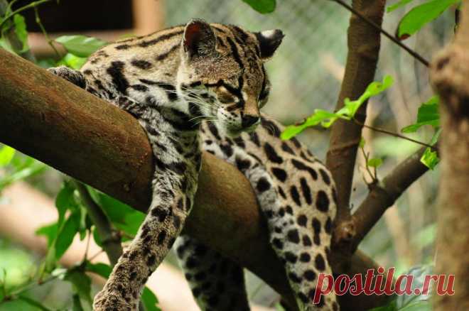 Дикие кошки: Маргай (Felis wiedi): masterok