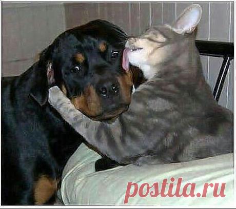 - Обидели, сволочи? Да ты мой зайчик!! Иди, я тебя пожалею!!