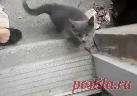 Бездомная кошечка отчаянно скреблась в двери людей, надеясь, что ей