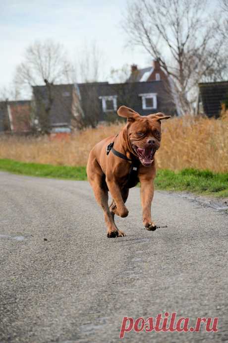 Счастливый пёс.  ---   Happy Dog  Free Stock Photo HD - Public Domain Pictures