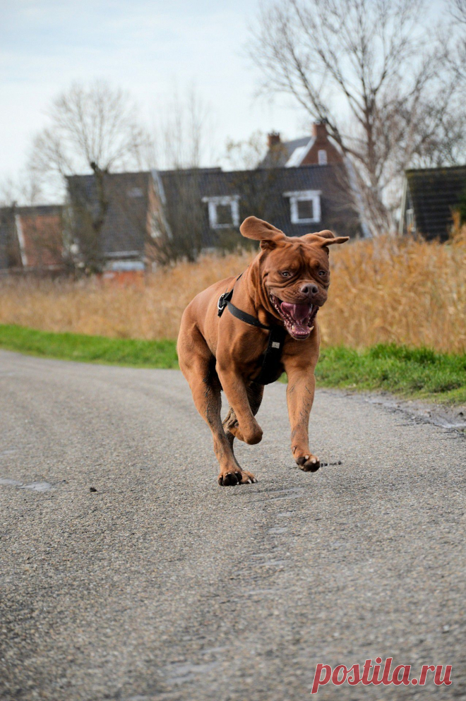 Счастливый пёс.  ---   Happy Dog  Free Stock Photo HD - Public Domain Pictures
