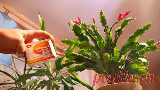 Если суккулент выбрасывает мало бутонов, расскажу как решить эту проблему. Декабрист и янтарная кислота. | Сад огород life | Дзен