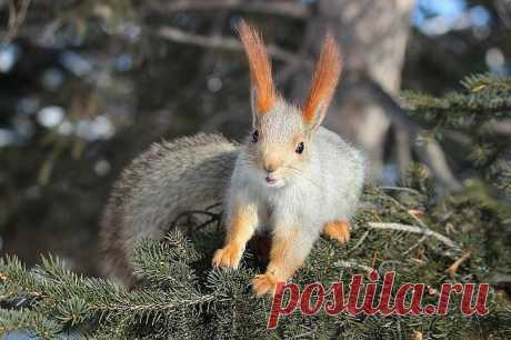 Белкотерапия! Хвост пушистый, рыжий цвет