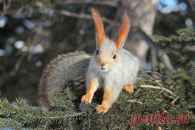 Белкотерапия! Хвост пушистый, рыжий цвет