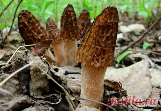 Сморчков бояться - в лес не ходить! Как они выглядят и чем отличаются от строчков | грибной критик | Яндекс Дзен