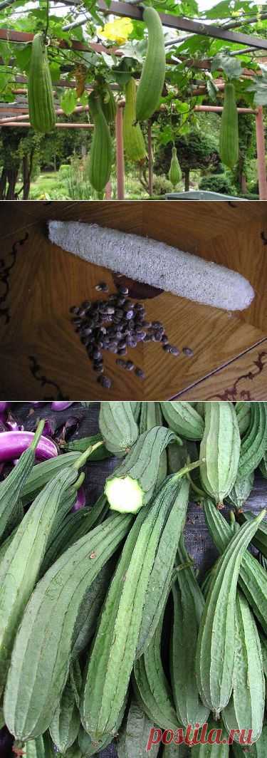 Люффа - мочалка, подаренная природой | Самоцветик