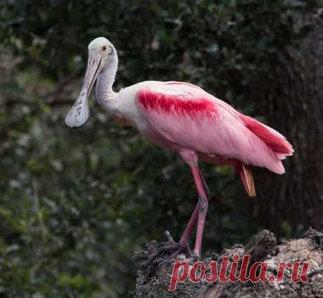 Elizabeth E. :: Розовая колпица - Roseate spoonbill :: ФотоОхота :: Фотографии автора из серии Birds &amp; Wildlife: Florida :: Elizabeth E. :: Галерея :: Клуб Foto.ru