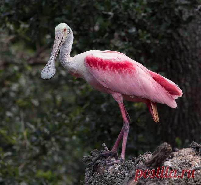 Elizabeth E. :: Розовая колпица - Roseate spoonbill :: ФотоОхота :: Фотографии автора из серии Birds & Wildlife: Florida :: Elizabeth E. :: Галерея :: Клуб Foto.ru