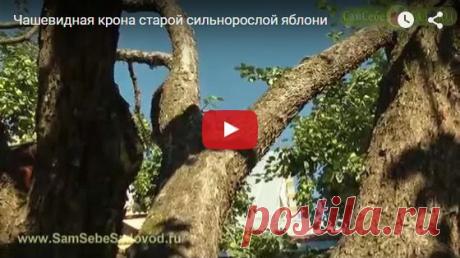 Сам Себе Садовод добавил(-а) новое фото. - Сам Себе Садовод