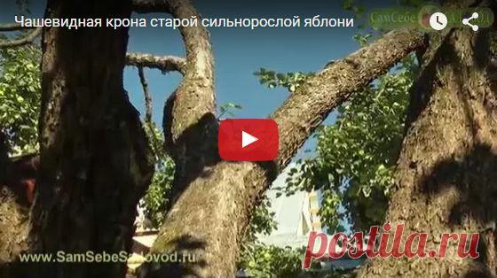 Сам Себе Садовод добавил(-а) новое фото. - Сам Себе Садовод