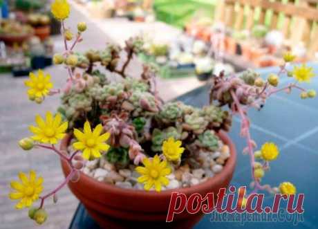 Аихризон (дерево любви): описание видов и рекомендации по уходу в домашних условиях