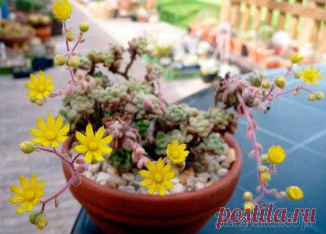 Аихризон (дерево любви): описание видов и рекомендации по уходу в домашних условиях