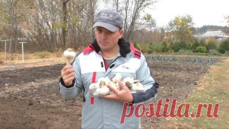 Правильный способ посадки чеснока / Домоседы