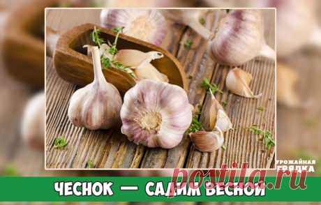 ЧЕСНОК — САДИМ ВЕСНОЙ

Излишки чеснока, которые не были израсходованы за зиму, лучше всего разобрать на дольки, очистить от чешуи и сразу же замочить в любом стимулирующем рост растворе на 7- 9 часов. После этого необходимо взять мягкую тряпку, смочить ее, отжать и сложить в нее дольки чеснока, завернуть и положить в полиэтиленовый пакет (но, ни в коем случае плотно не прикрывать).

Все это убрать в холодильник. Обычно чеснок для посадки к весне заготавливают за месяц до п...