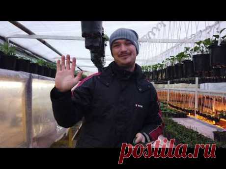 Формировка и уход за хиленькими Пеларгониями.