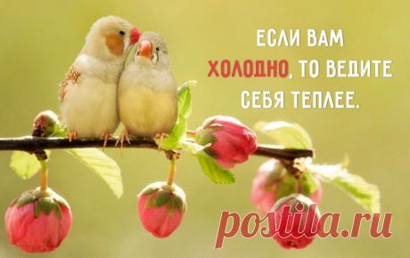 хорошие птички
