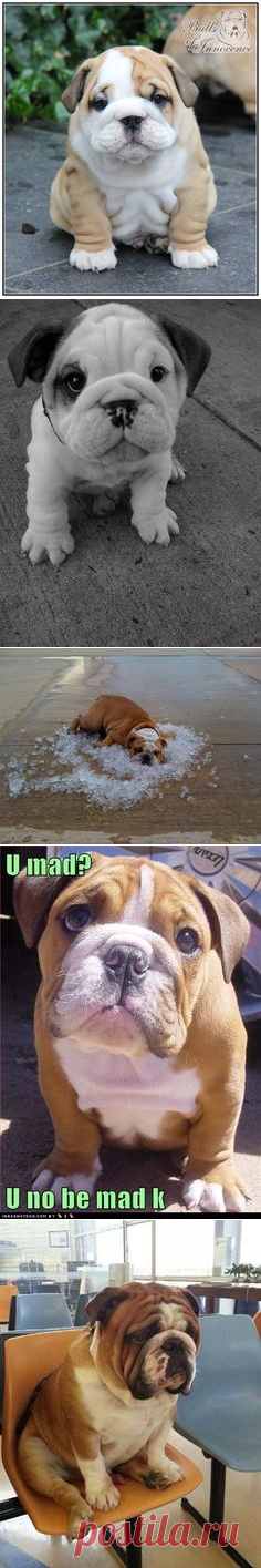 (2) English and French bulldogs | The cutest animals on Earth