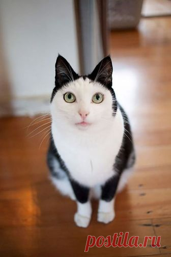 Кошка в костюме кошки