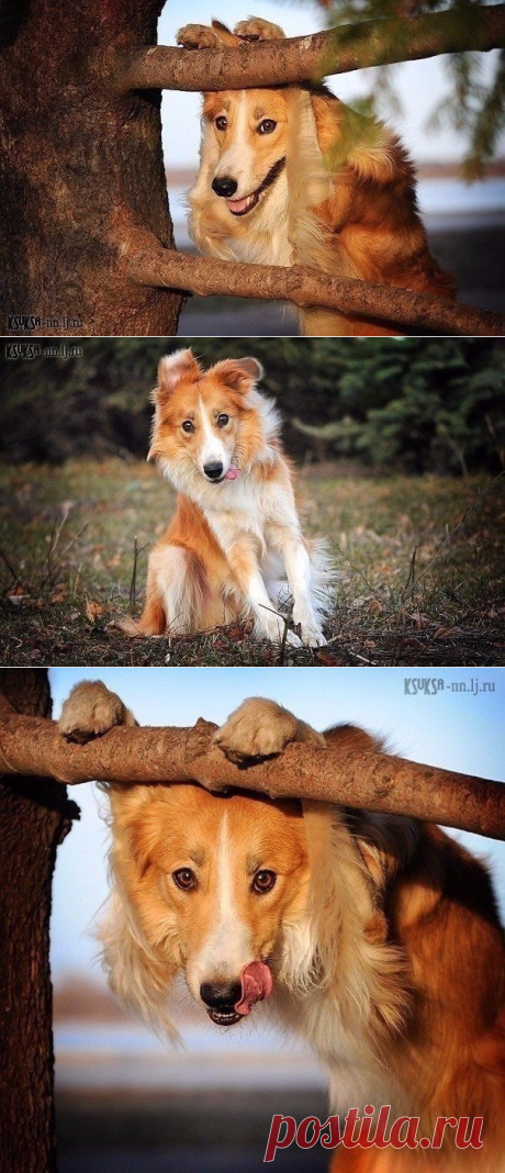 Фотосессия самой скромной собаки в мире