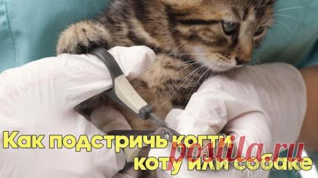 Как правильно подстричь когти коту или собаке Нужно ли подстригать когти кошкам, и как это сделать в домашних условиях? Стрижка и уход за когтевой пластиной относится к обязательным процедурам. Имея под рукой все необходимые инструменты, можно са...