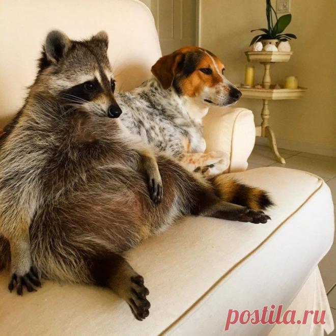 20 милейших енотов, которые никого не оставят равнодушными / Питомцы