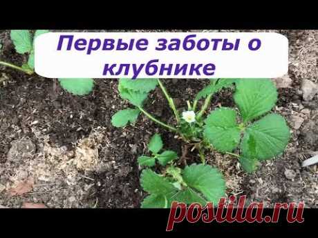 391. Самые первые заботы о клубнике