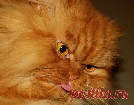 Рыжий перс Garfi