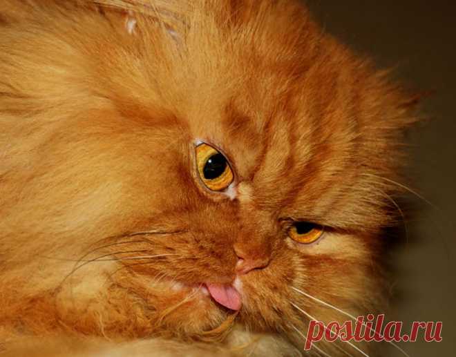 Рыжий перс Garfi