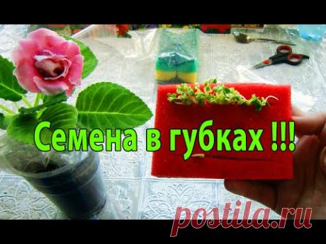СЕМЕНА В ГУБКАХ ! БЫСТРО И ЛЕГКО !!!