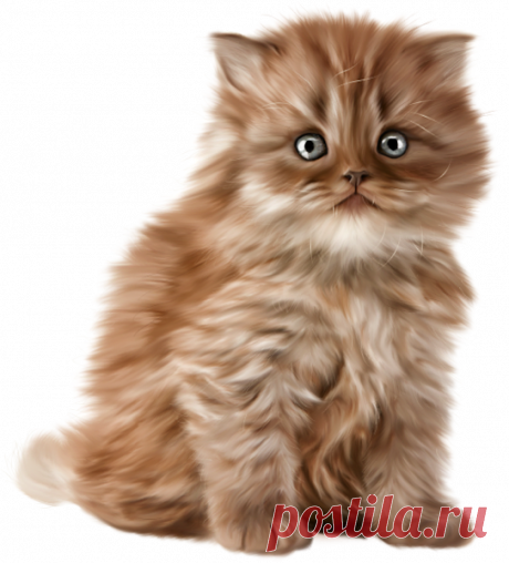 Кошки png для вашего творчества!(много! используй прокрутку!!!)