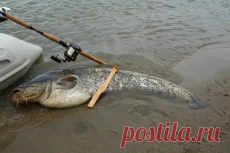 Ловля сома на квок / Богатая добыча
