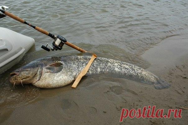 Ловля сома на квок / Богатая добыча