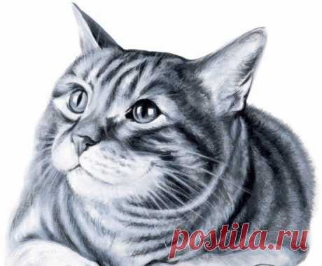 ​Рисуем котика